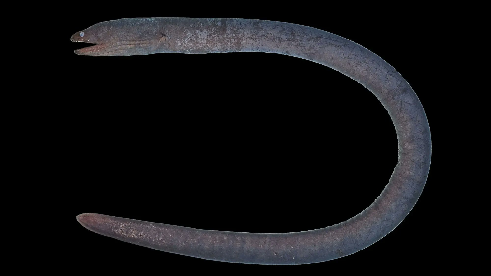 Image in @MarioNawfal's post: MEET HADES, THE NEW EEL FROM YOUR NIGHTMARES
Scientists accidentally discovered a new moray eel, U…