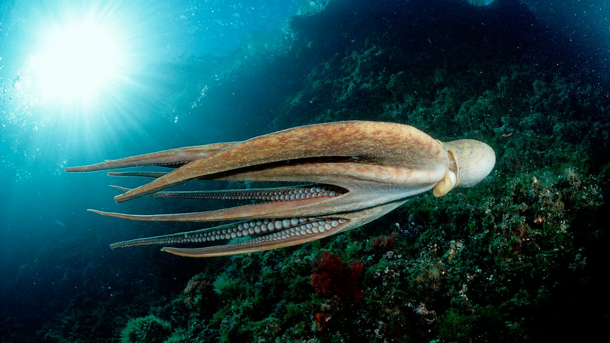 Image in @MarioNawfal's post: OCTOPUSES: SMARTER THAN YOUR AVERAGE TURKEY, MAYBE YOUR DOG
Octopuses aren’t just sea weirdos—they…