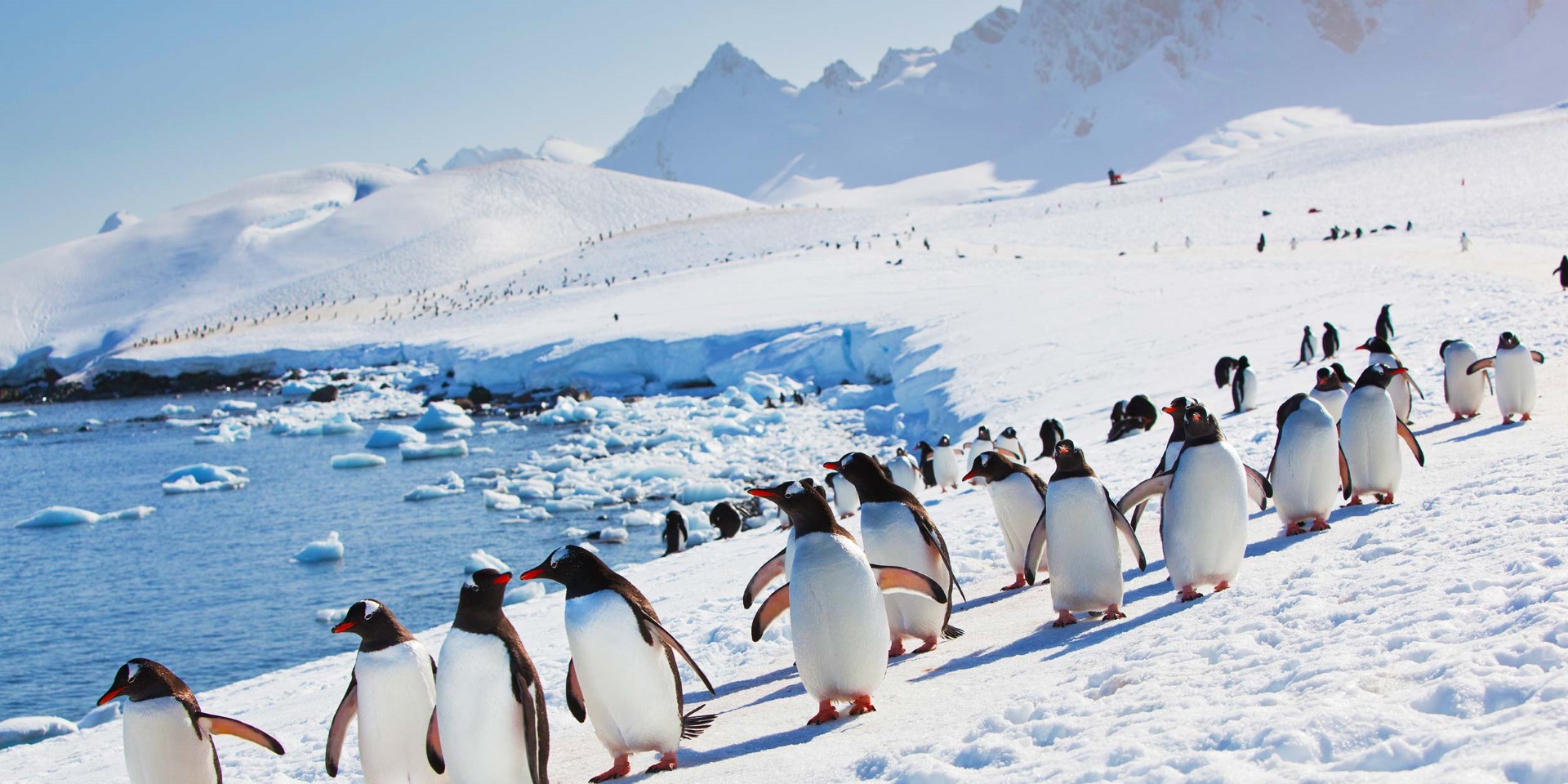 Image in @MarioNawfal's post: 🇦🇶🐧 You can get paid up to $2,800 a month to COUNT PENGUINS in Antarctica!!!
And yes, there's a ca…