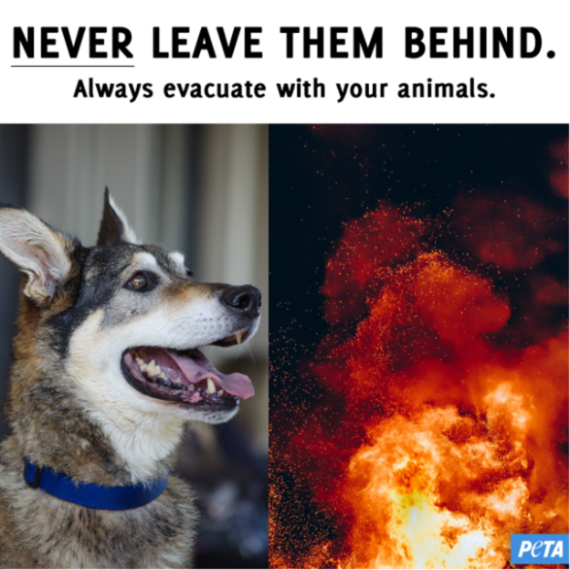 Image in @peta's reply: @MarioNawfal Please share these tips to protect companion animals during Bryson Fire evacuations. T…