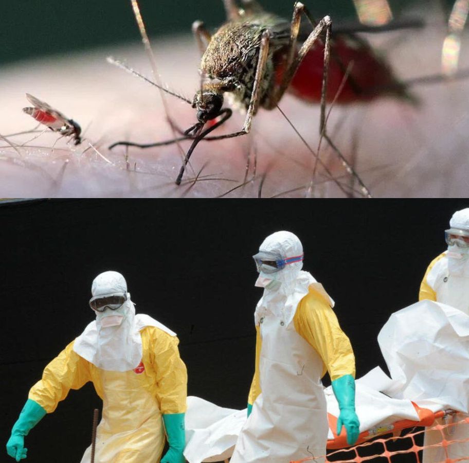 Image in @MarioNawfal's post: 🚨🇫🇷 BREAKING:
France has confirmed the world’s FIRST known human infection with the Shamonda virus…