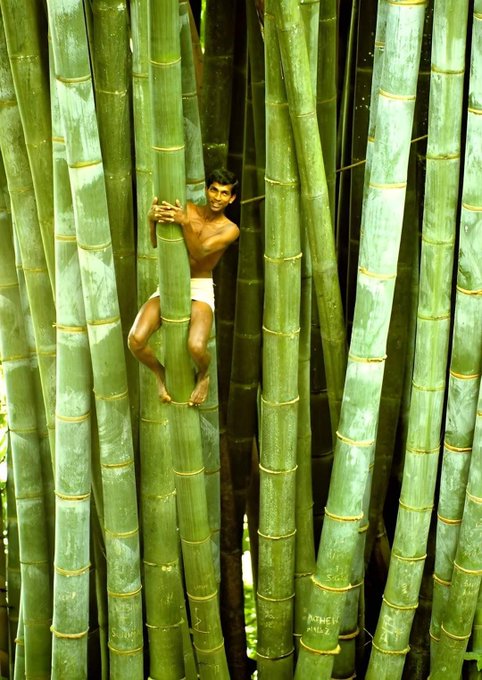 Image in @MarioNawfal's post: If they have this big ass bamboo in Asia… how come bamboo flooring is so damned expensive?!
I bet…